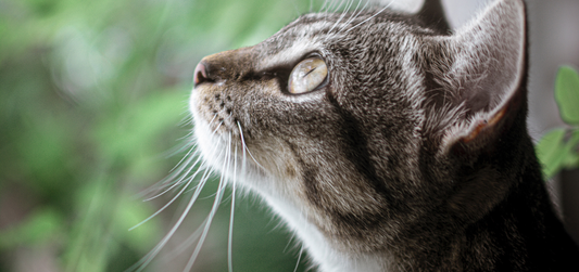 Die Welt aus der Perspektive einer Katze