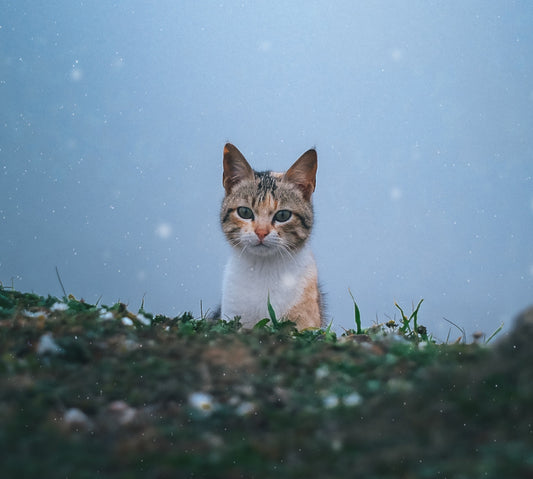 Katzen - Haustiere mit einer reichen Geschichte